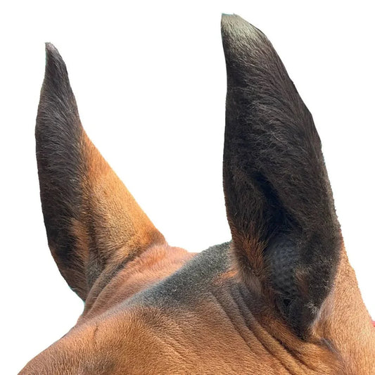 Equine Orbs - Performance Ear Plugs